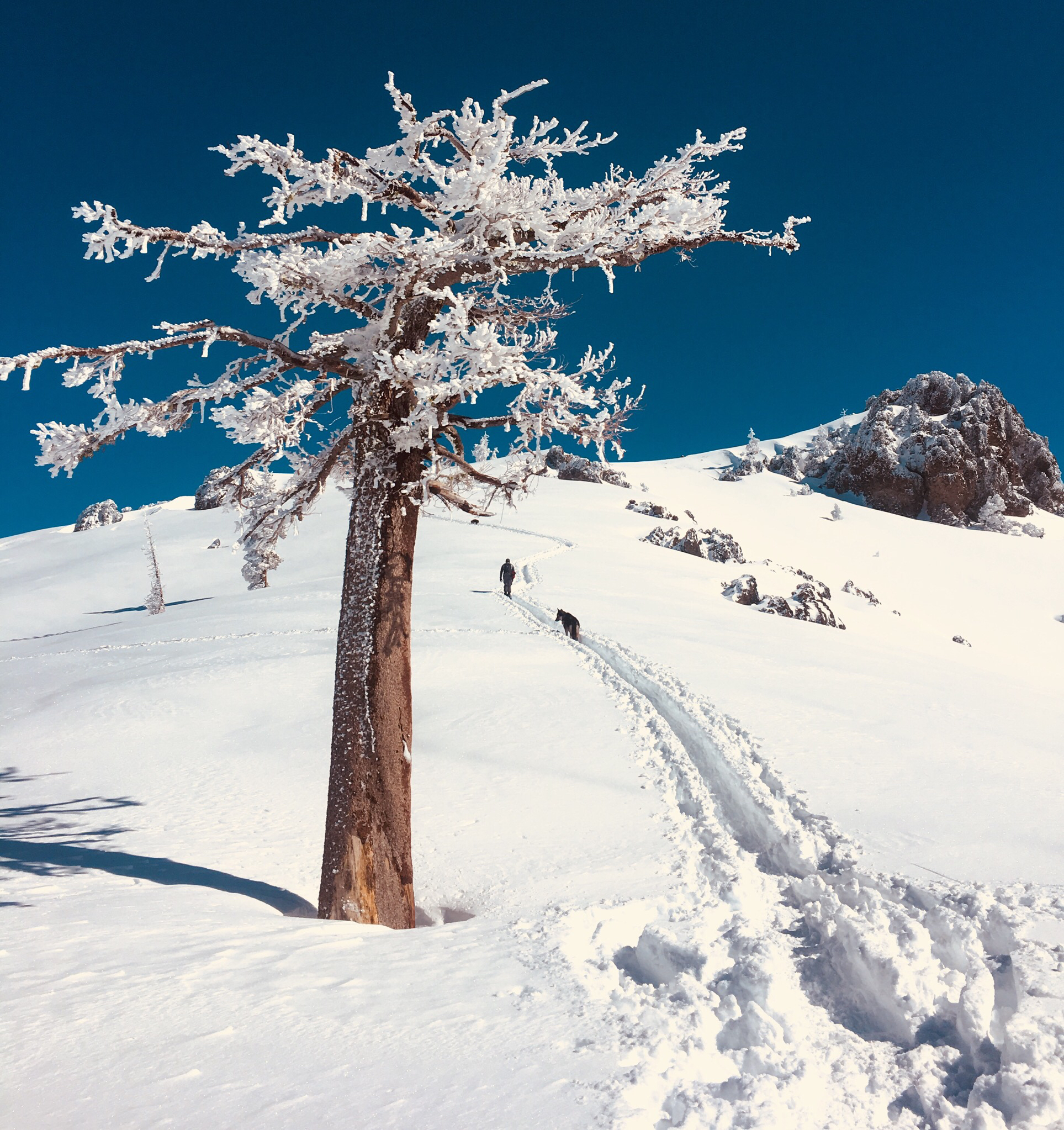 Snowshoe to the Peter Grubb Hut