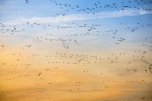Visiting Nebraska's Incredible Great Sandhill Crane Migration 