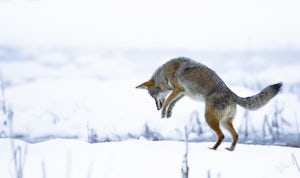 Searching for Winter Wildlife in Yosemite Valley