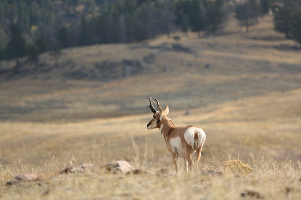 North America's Fastest Runner: The Pronghorn of Yellowstone