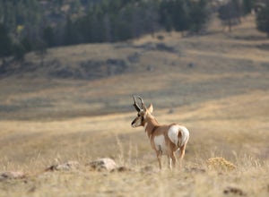North America's Fastest Runner: The Pronghorn of Yellowstone