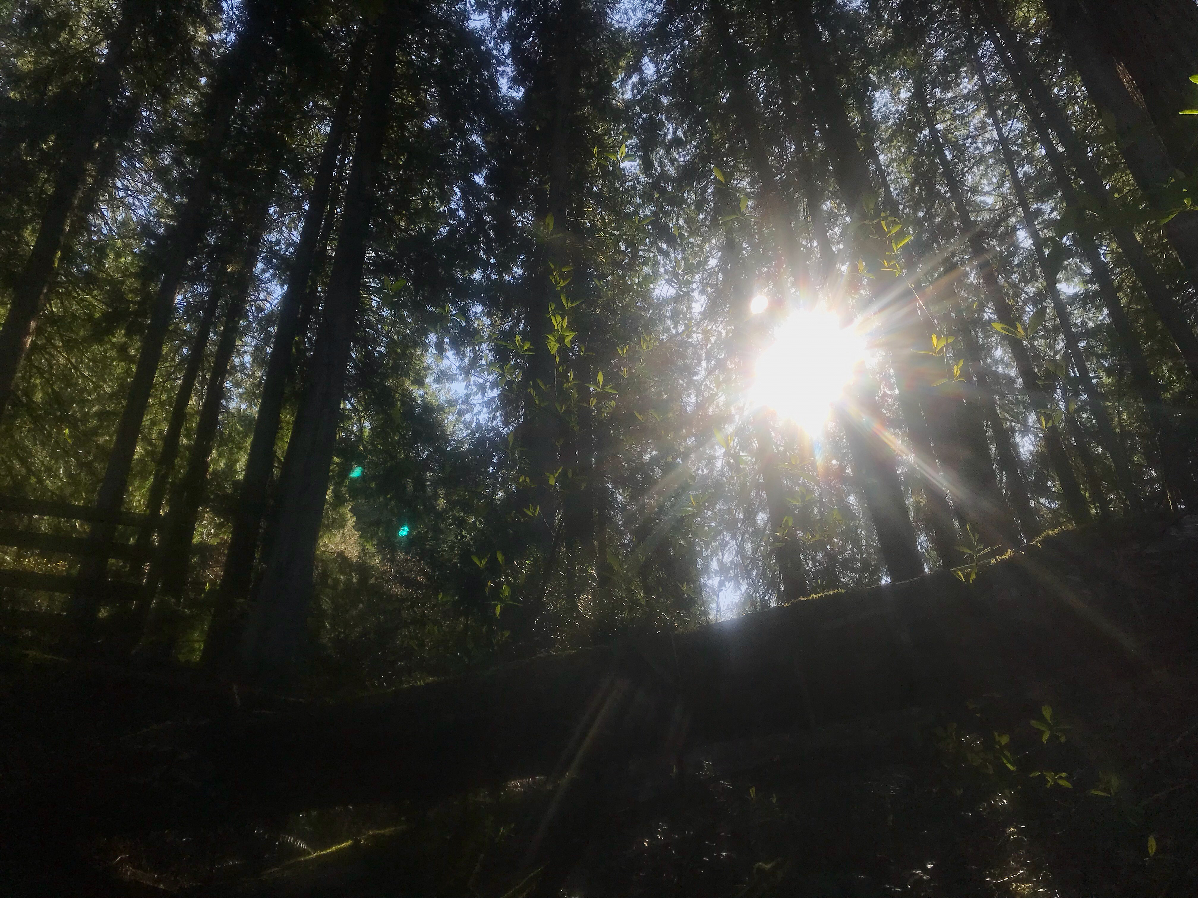 Lower Macleay Park to Pittock Mansion