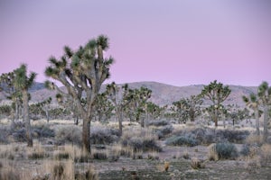 My First Trip Down to Joshua Tree National Park