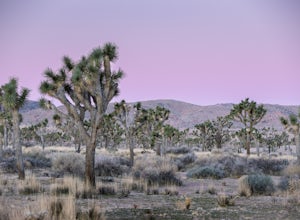 My First Trip Down to Joshua Tree National Park