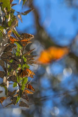 Photograph Monarch Butterflies at Natural Bridges' Monarch Grove