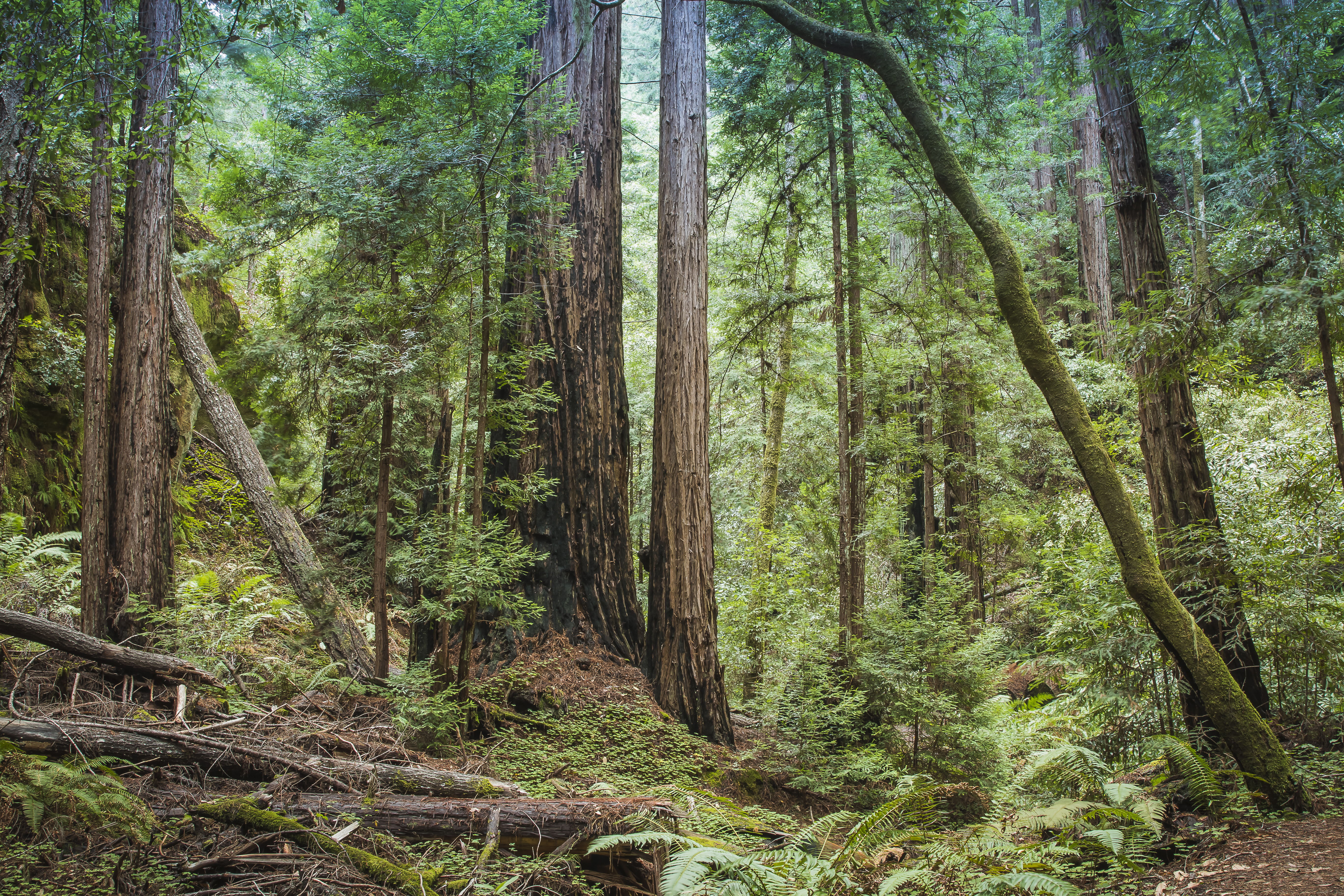 Big Basin's Sunset Trail Camp