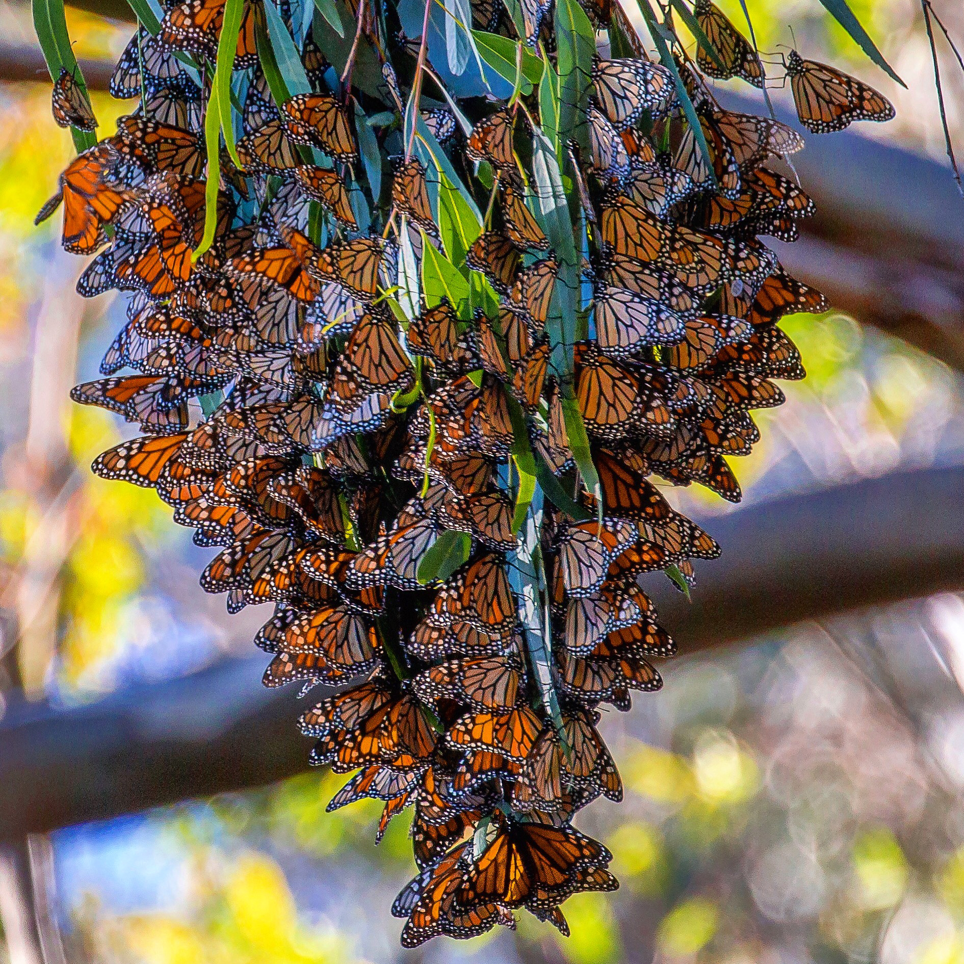 Natural Bridges' Monarch Grove