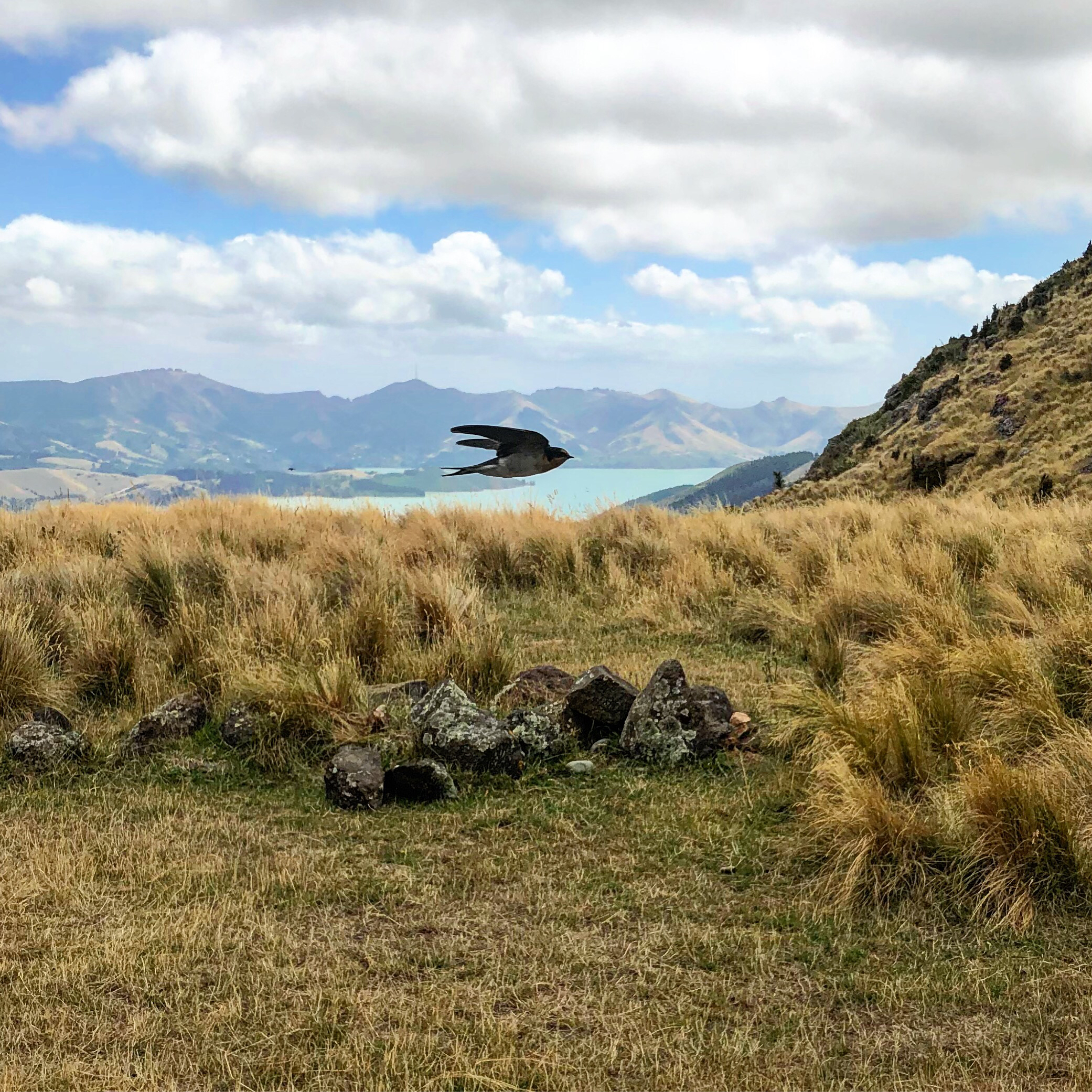 Hike to the Packhorse Hut and Mt. Bradley