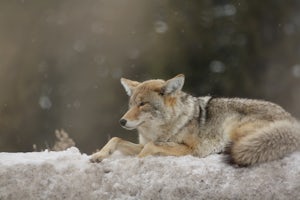 Yellowstone's Most Adaptable Animal: The Coyote