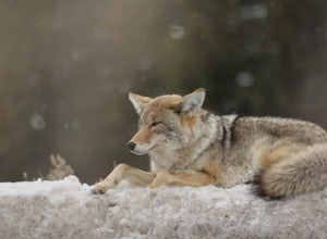 Yellowstone's Most Adaptable Animal: The Coyote