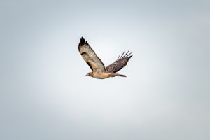 Photograph Birds at the McNary Wildlife Refuge