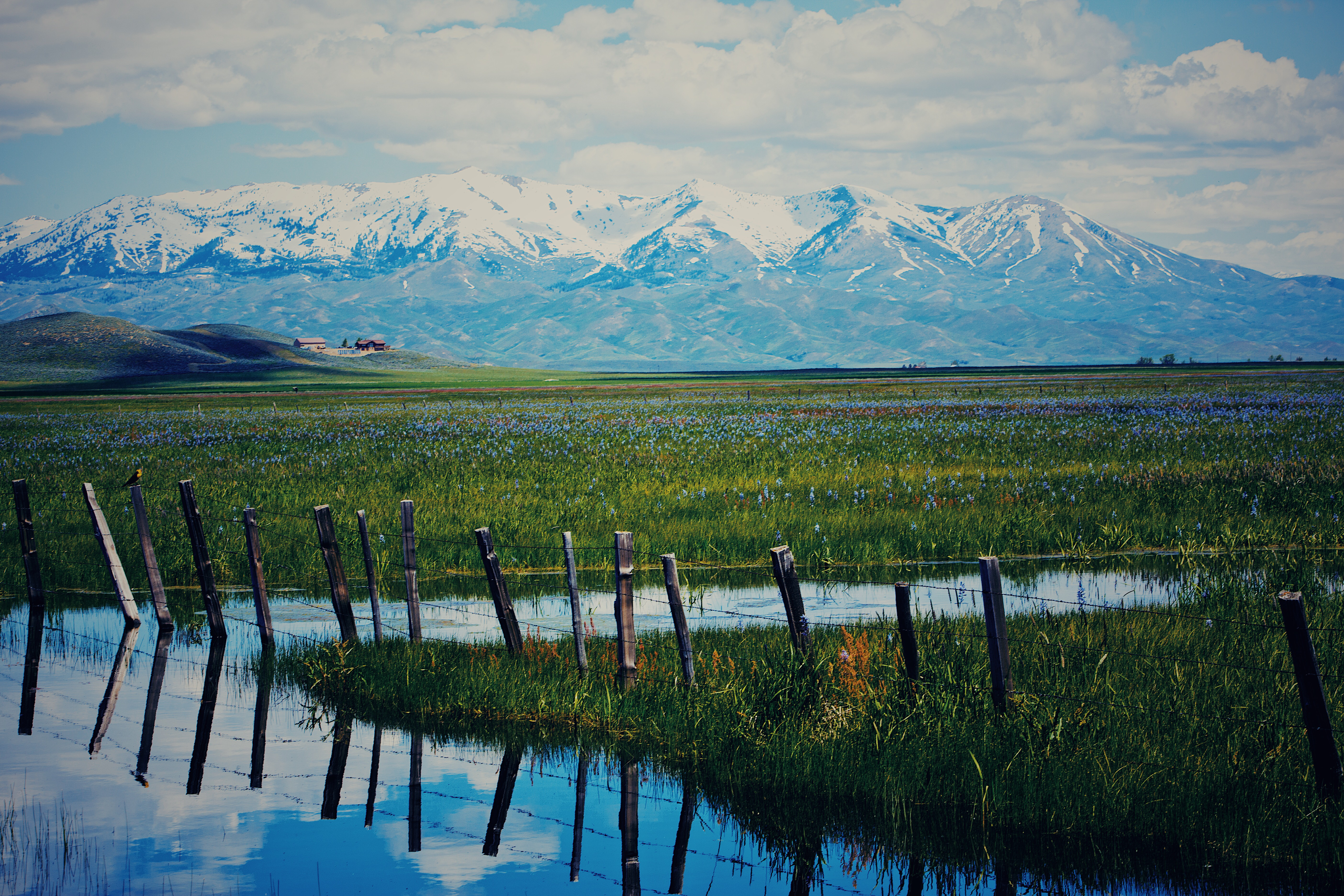 Photograph the Camas Lilies on the Camas Prairie