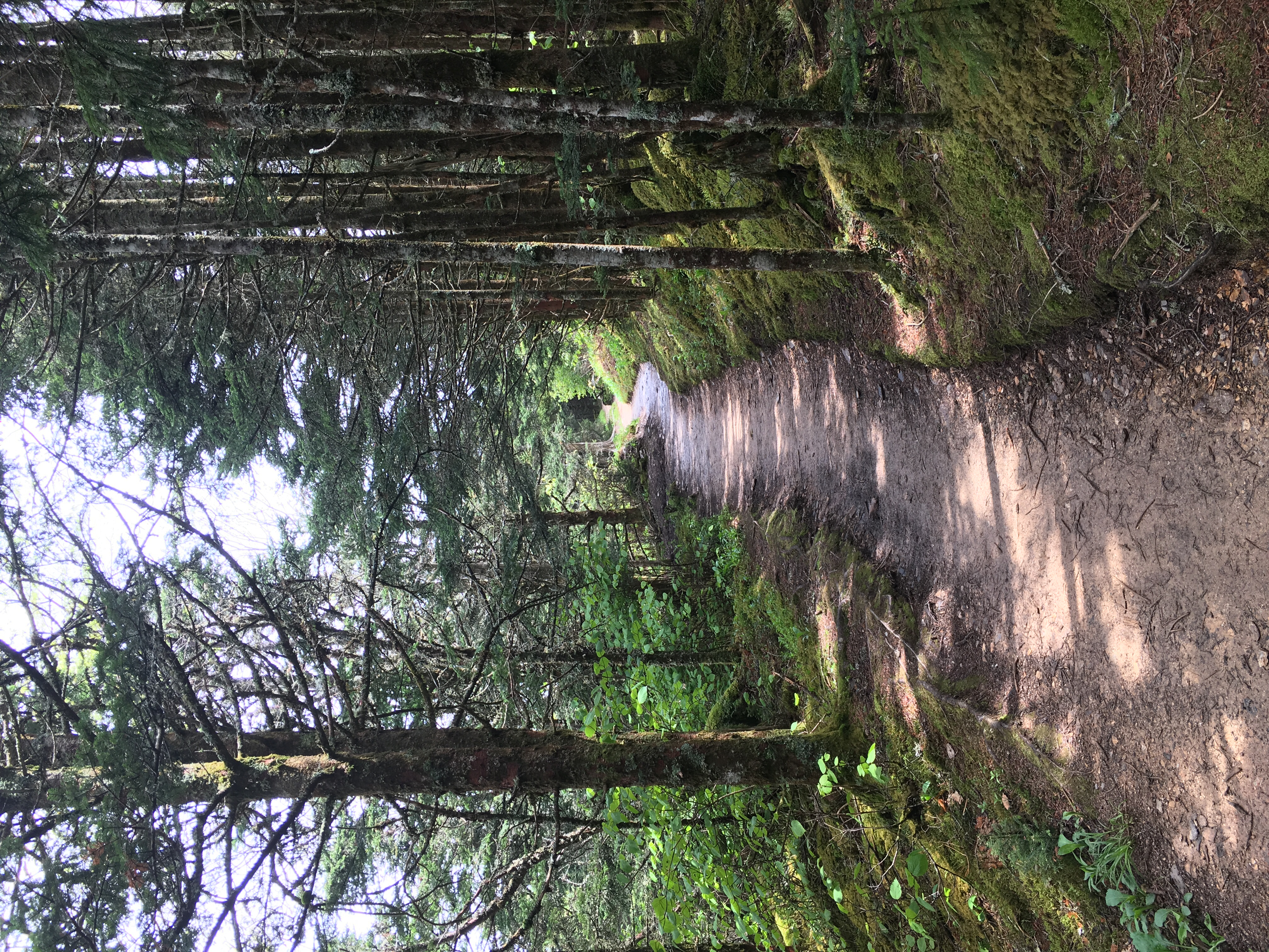 Mt. LeConte via Alum Cave Bluff