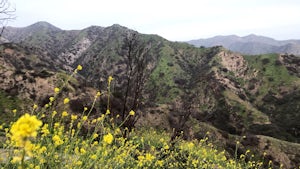 Verdugo Crest Trail 