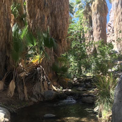 Explore the Indian Canyons in Palm Springs 