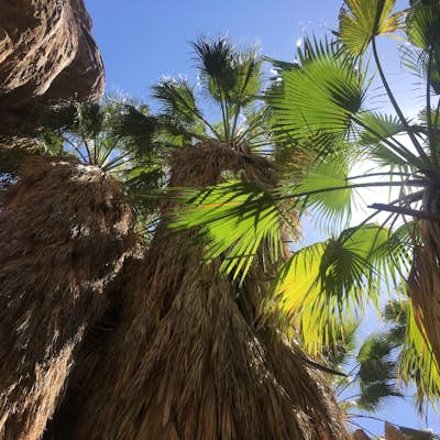 Explore the Indian Canyons in Palm Springs 