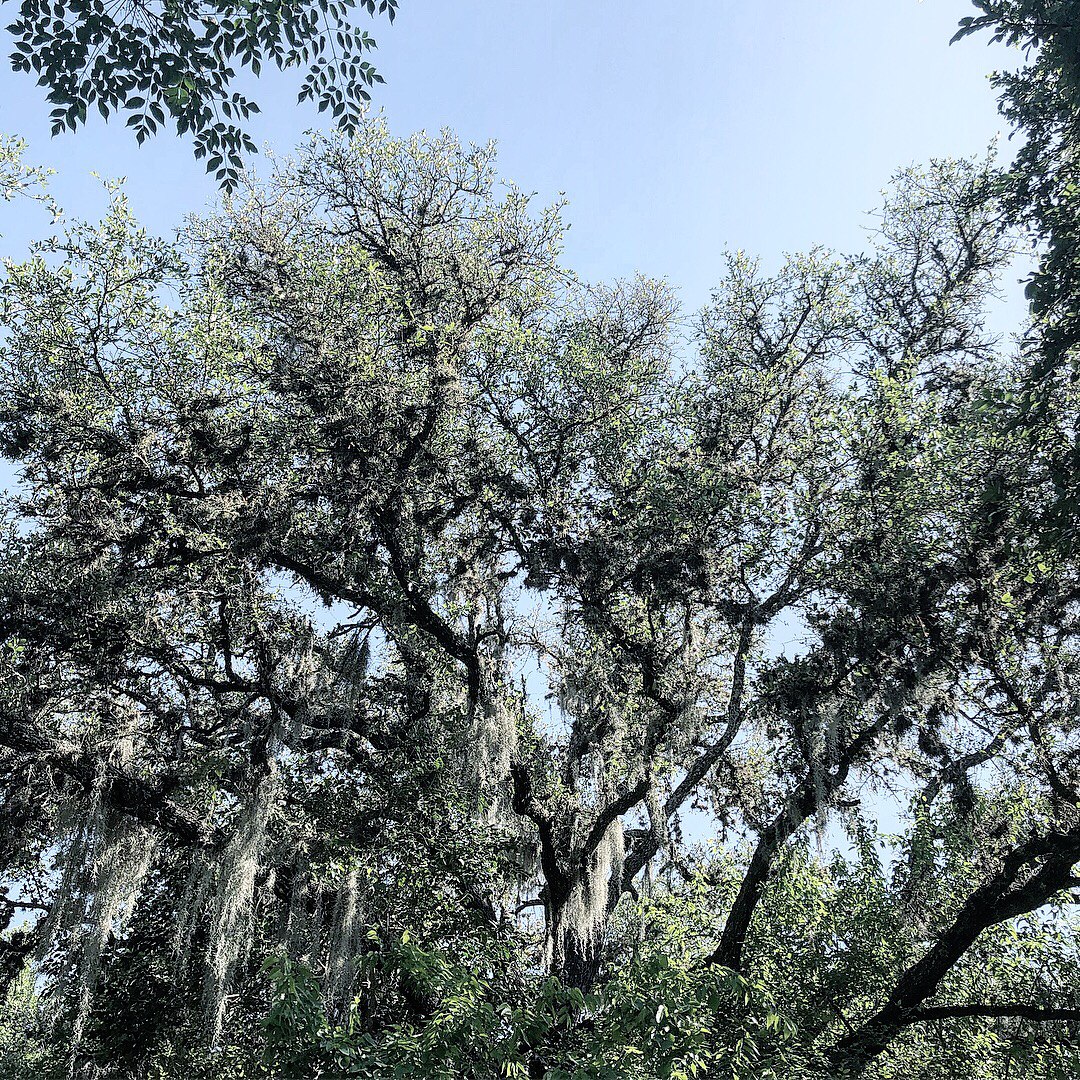 Purgatory Creek Natural Area Loop