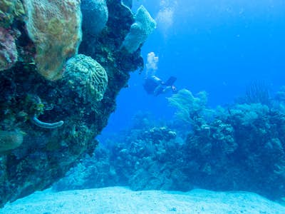 Dive Canyon Reef