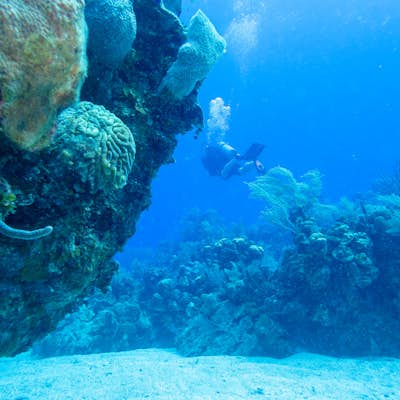 Dive Canyon Reef