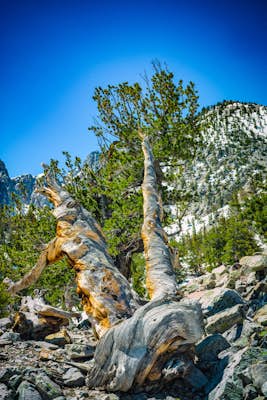 Hike the Bristlecone and Glacier Trail in Great Basin NP
