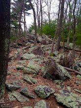 Hike to Sunset Rocks in Michaux State Forest 