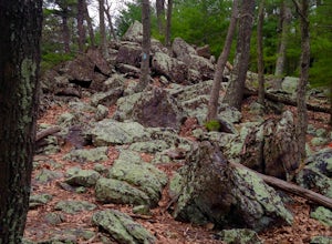 Hike to Sunset Rocks in Michaux State Forest 