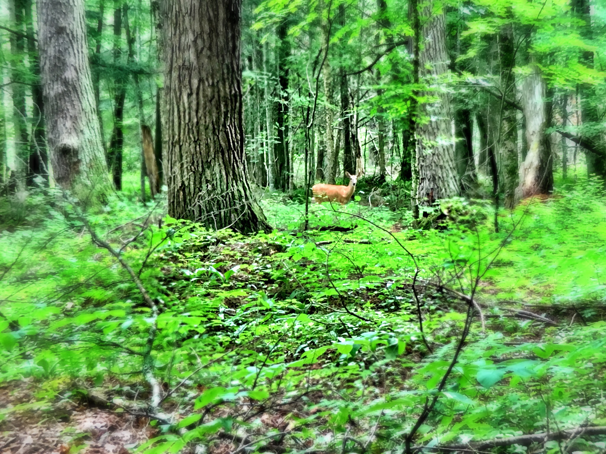 Backpack the Little Carp River Trail in the Porkies