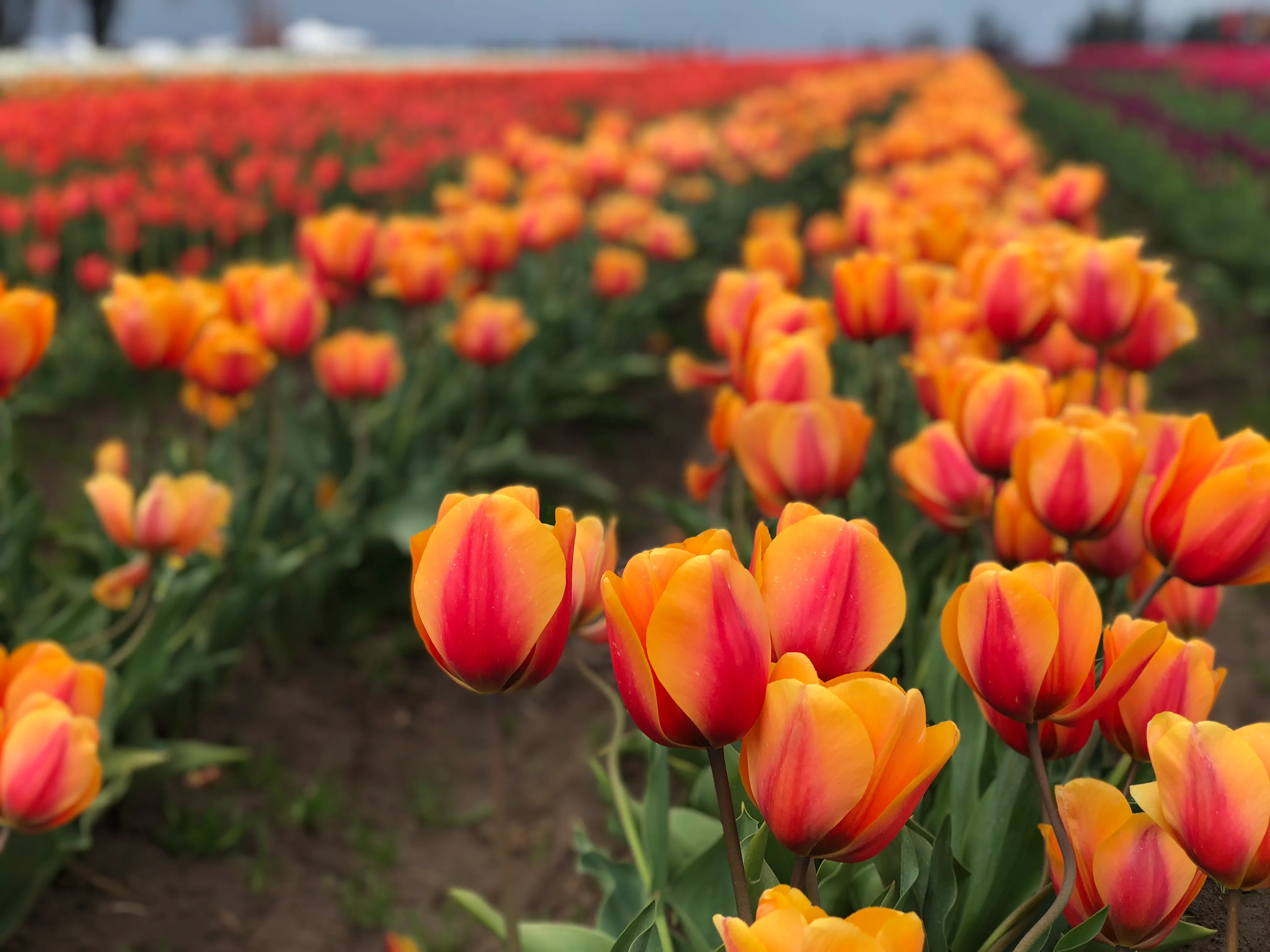 Explore the Woodburn Shoe Tulip Farm