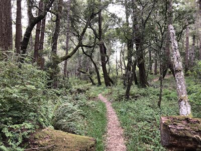 Año Nuevo and Goat Trail Loop