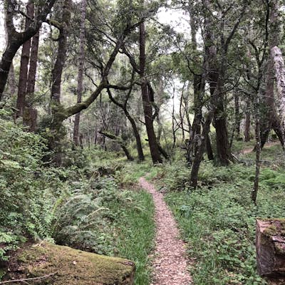 Hike the Año Nuevo and Goat Trail Loop