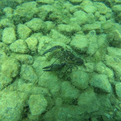Snorkel & Dive at Vortex Spring