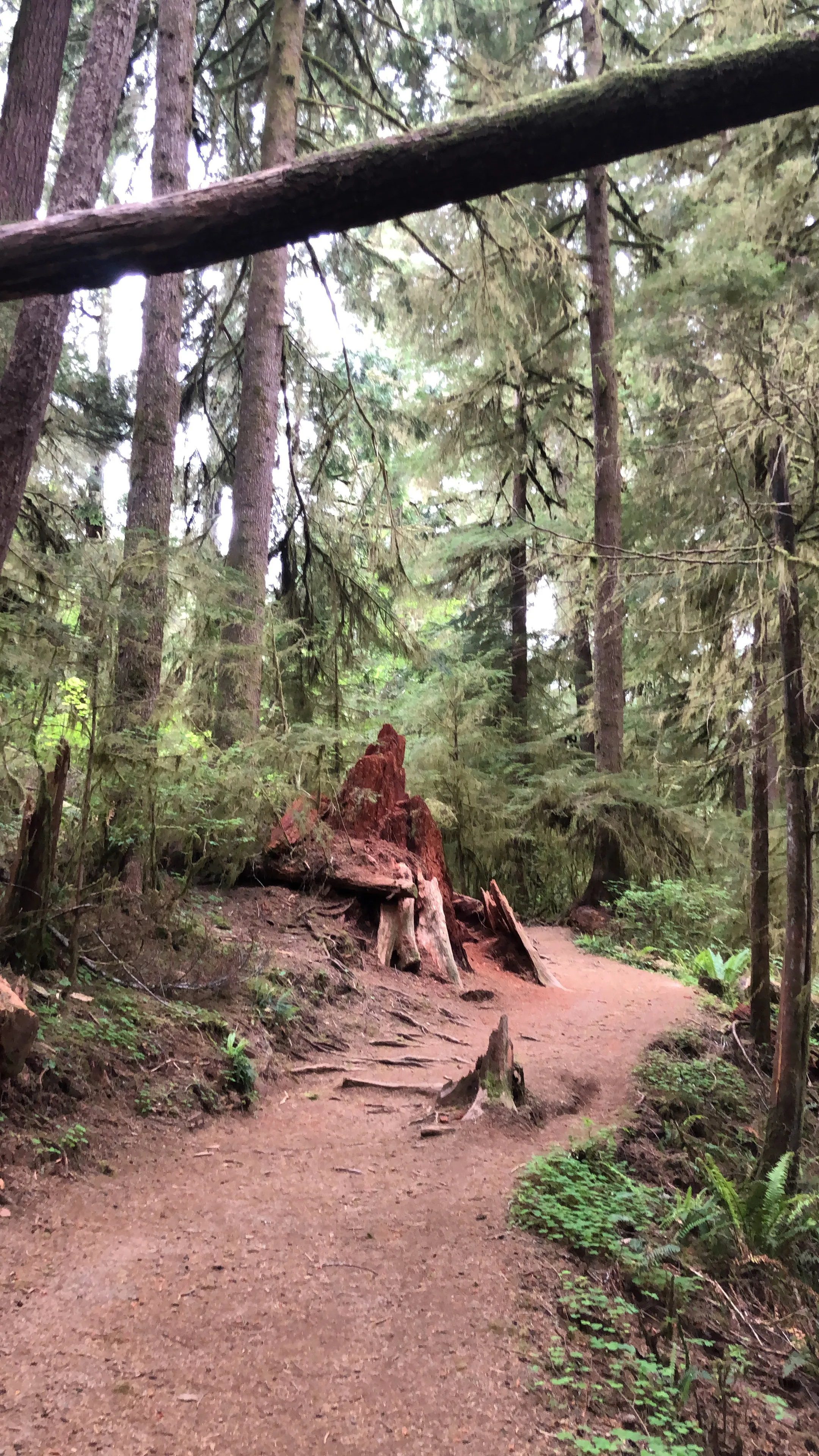Drift Creek Falls