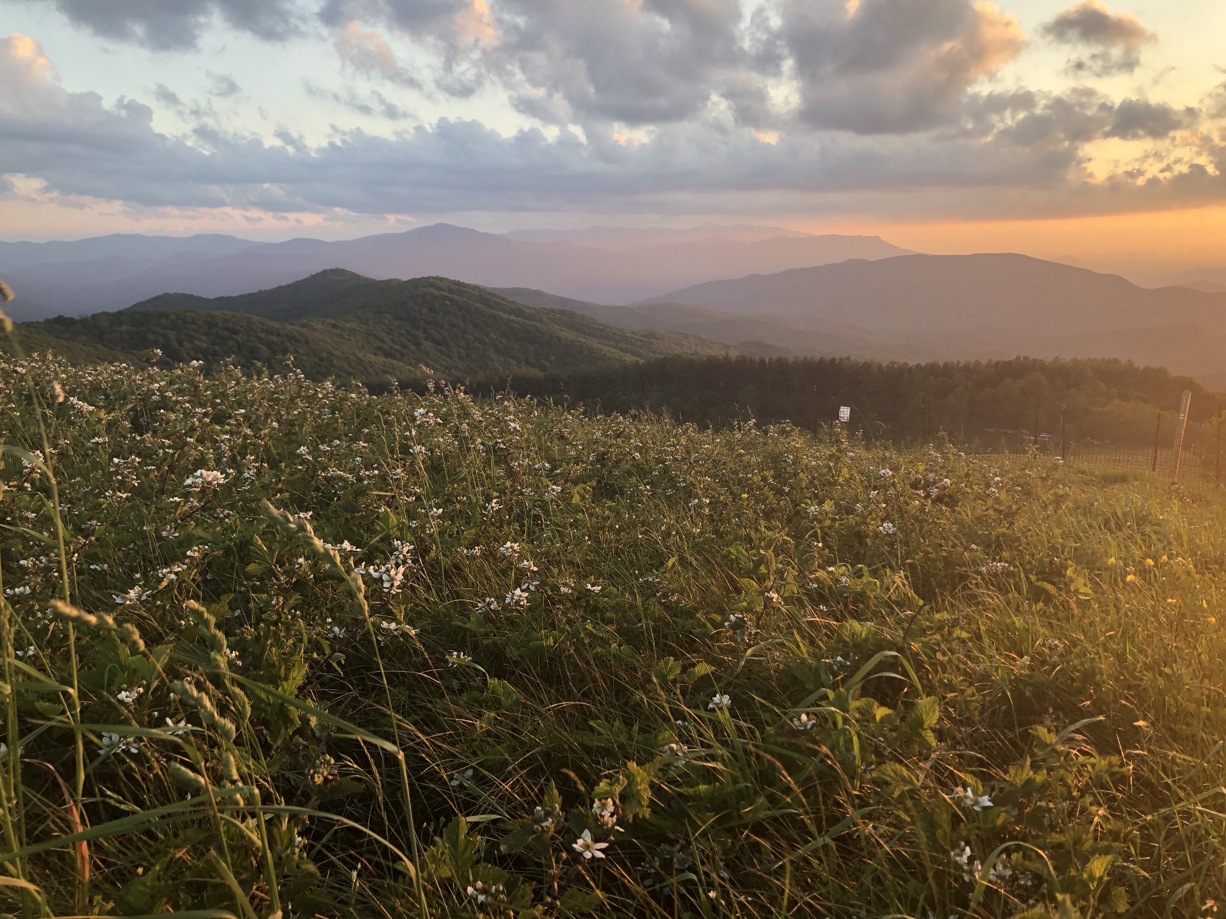 Max Patch Mountain