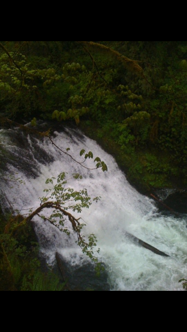 Camp in Silver Falls State Park