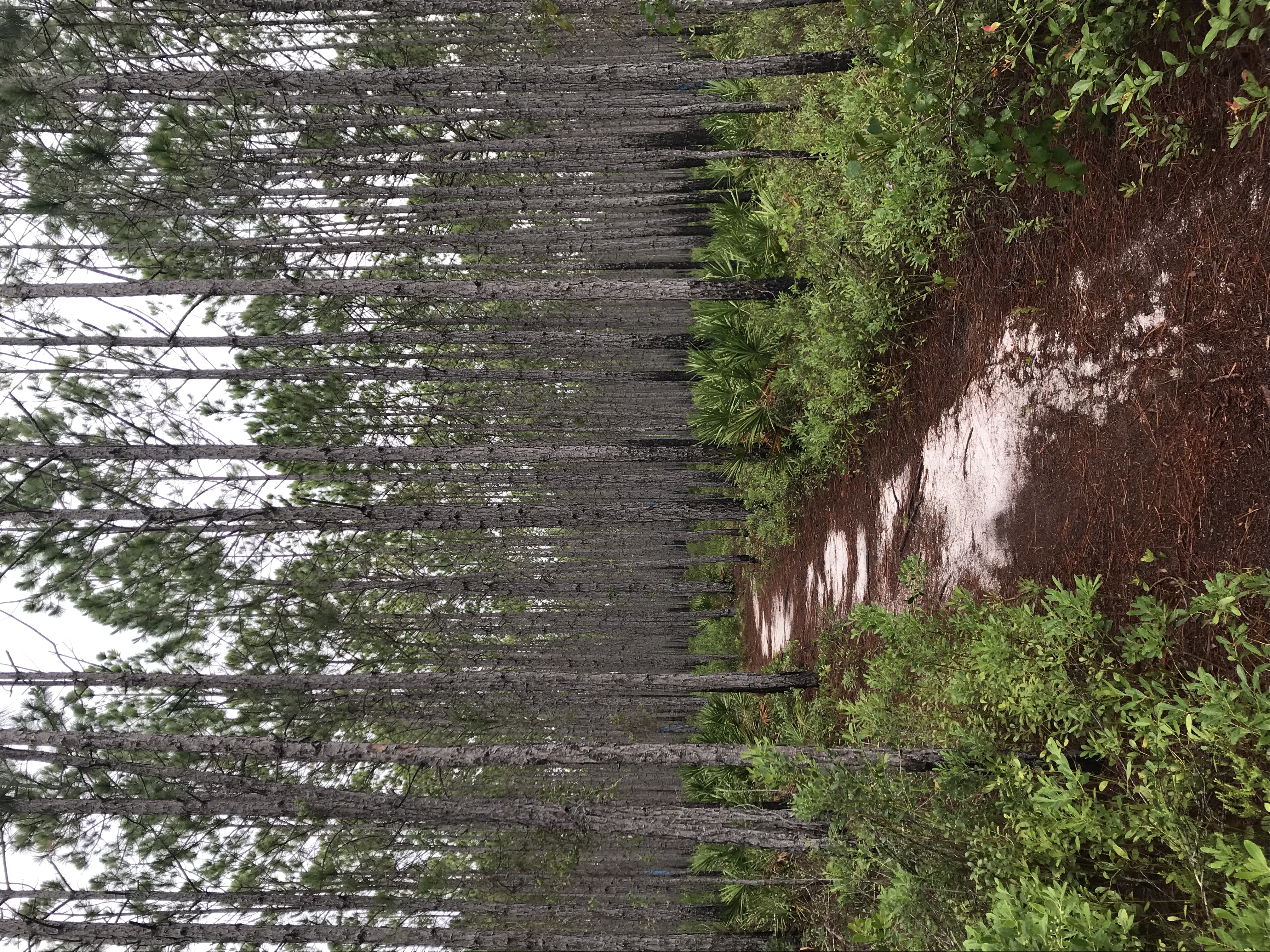 Hike the Flatwoods Trail