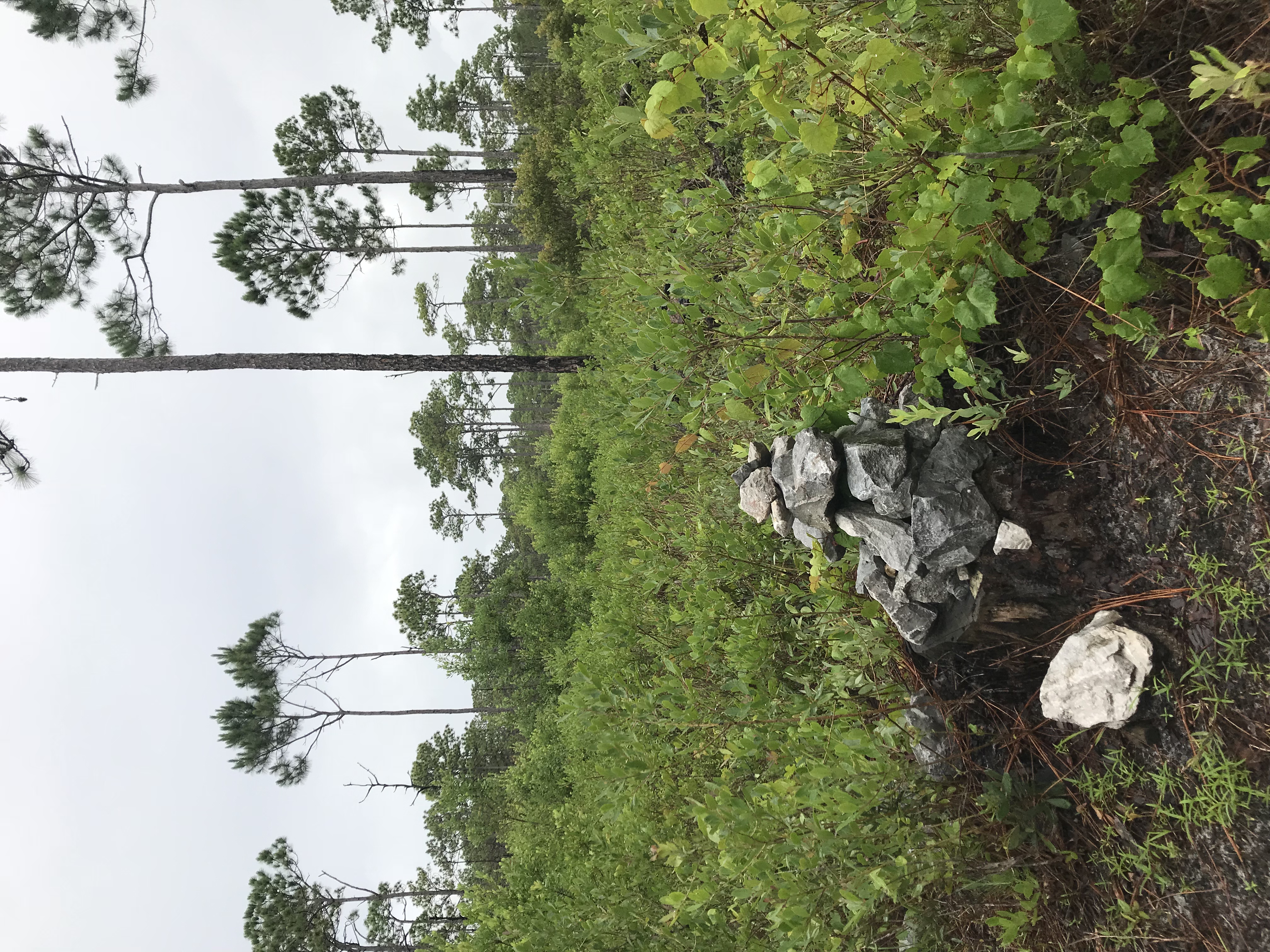 Hike the Flatwoods Trail
