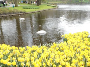 Visit Keukenhof Botanical Gardens