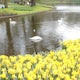 Visit Keukenhof Botanical Gardens