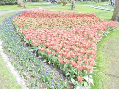 Visit Keukenhof Botanical Gardens