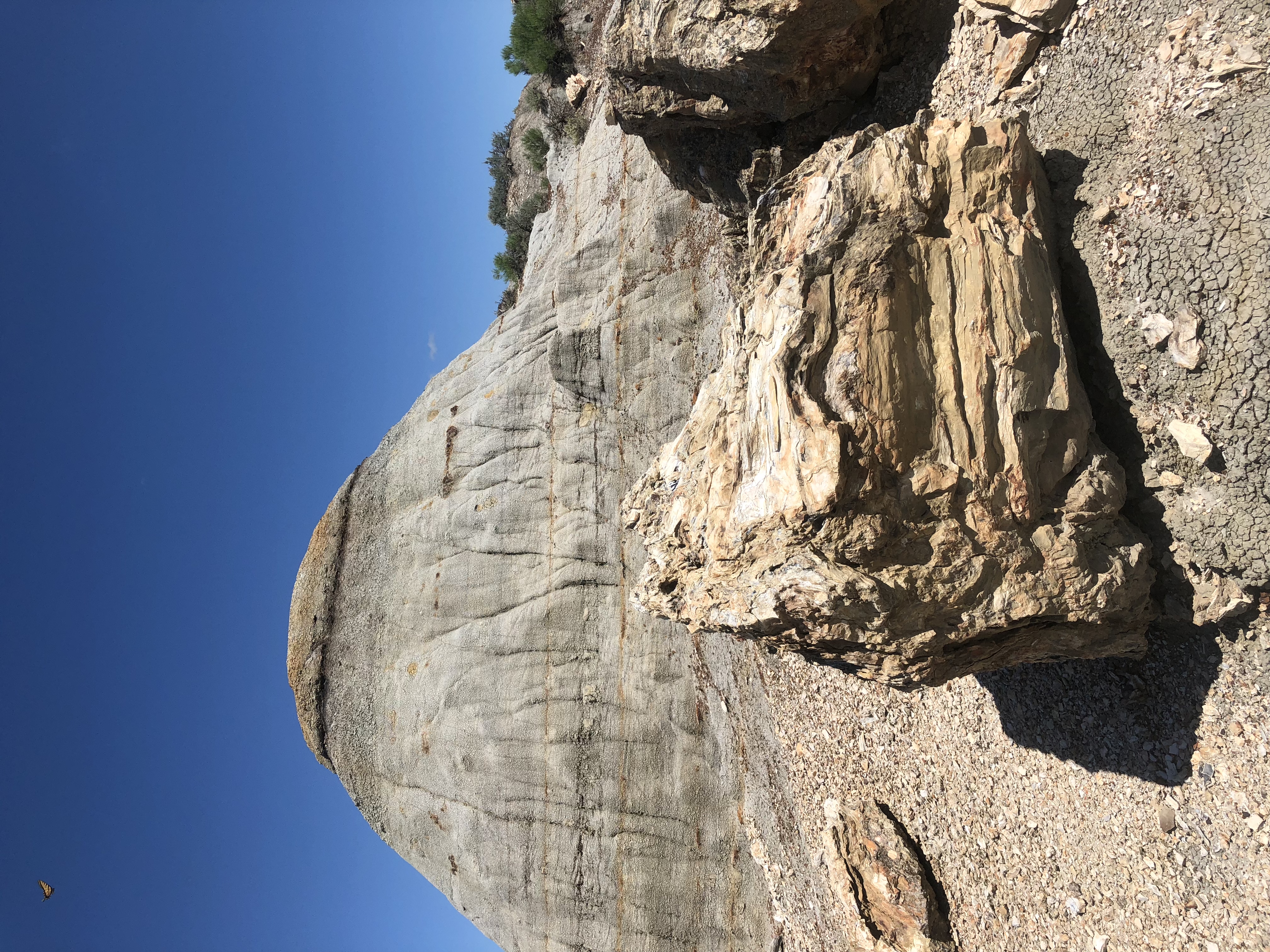 Petrified Forest Loop