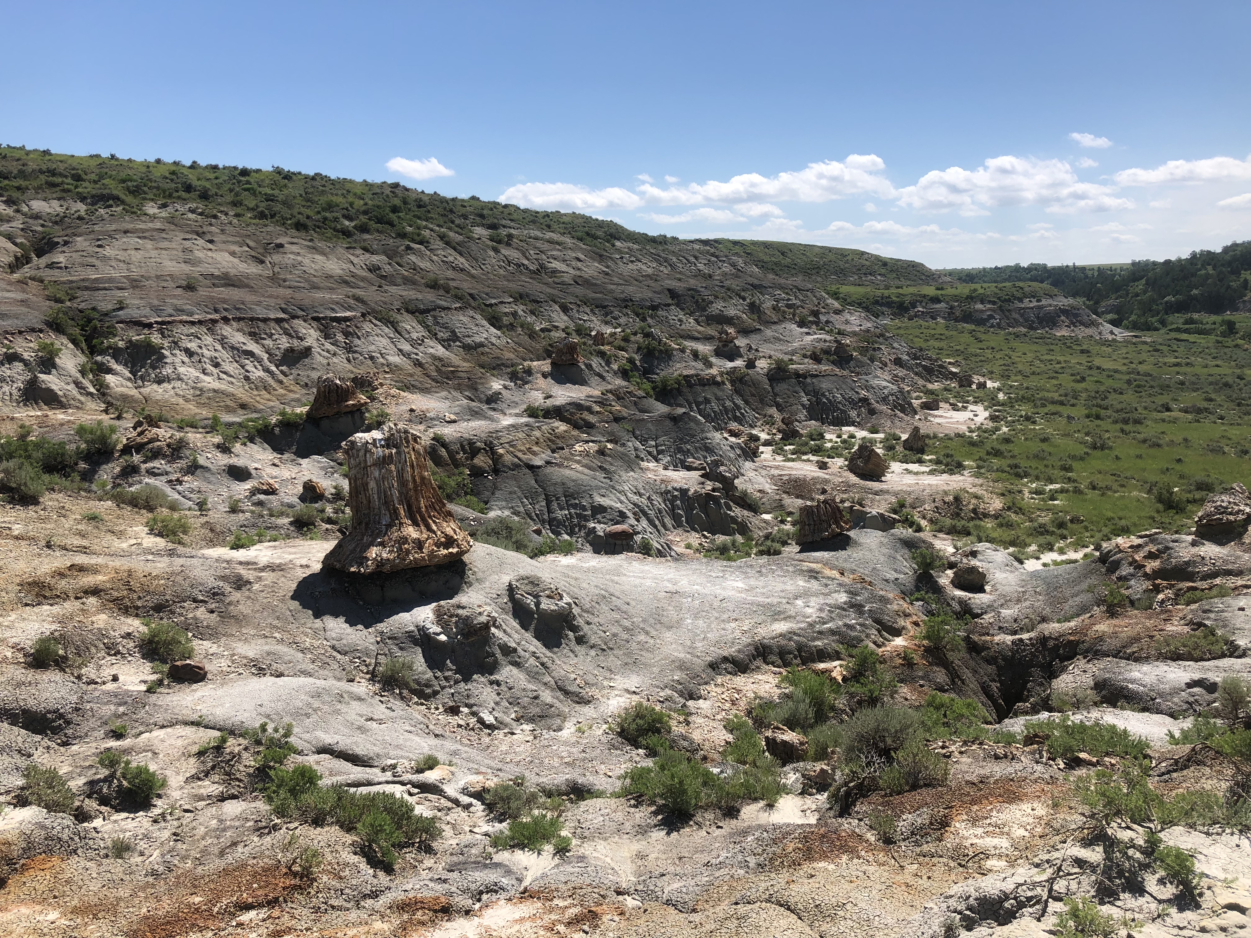 Petrified Forest Loop