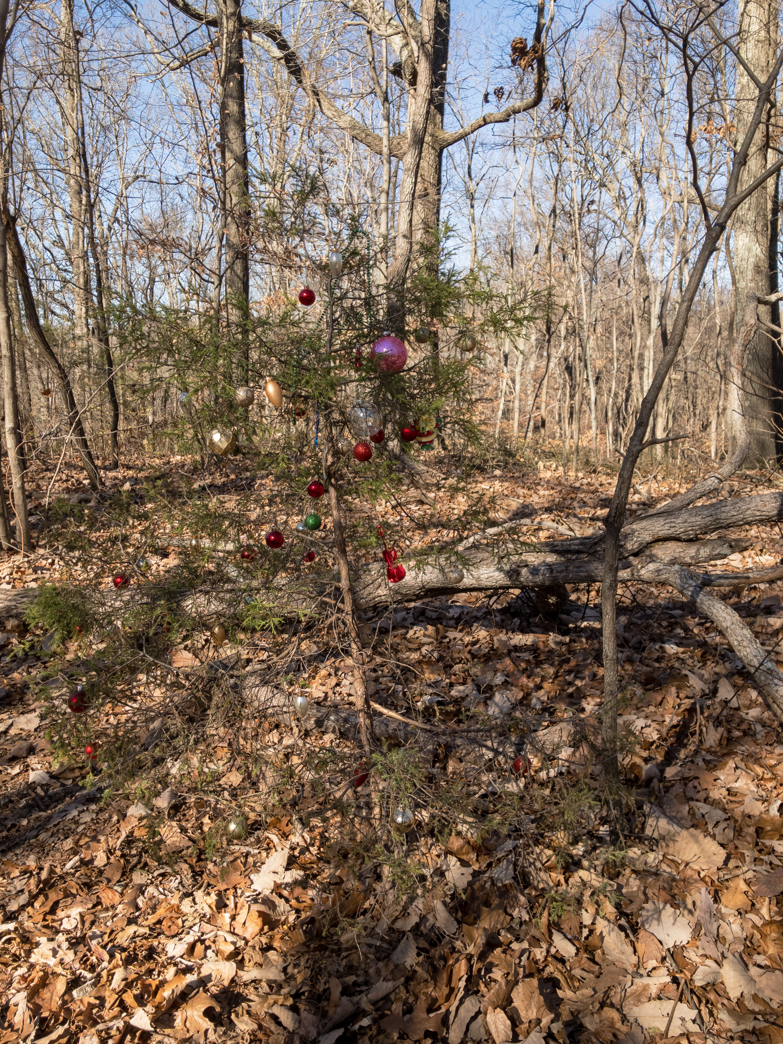 Mossy Ridge Trail