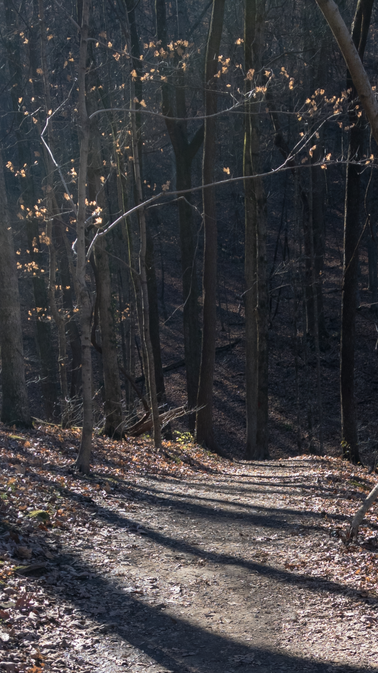 Mossy Ridge Trail