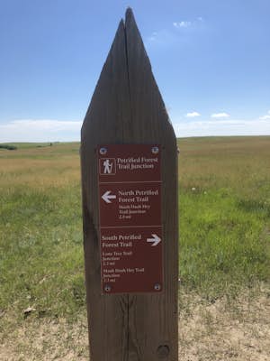 Petrified Forest Loop