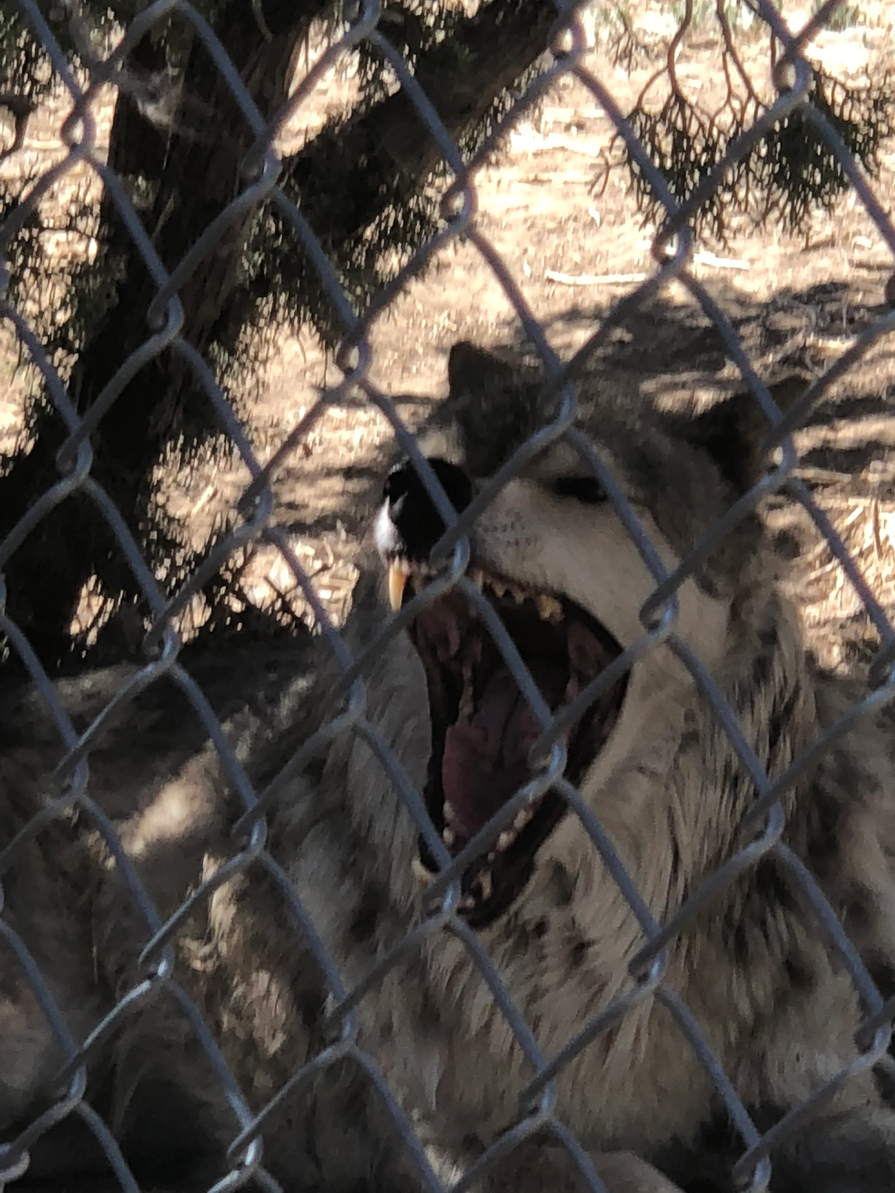 Wild Spirit Wolf Sanctuary