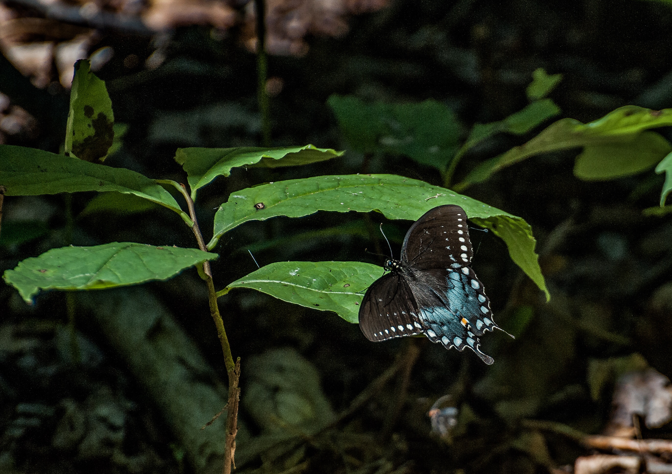 Hike the White Banks Trail at Elk Neck SP