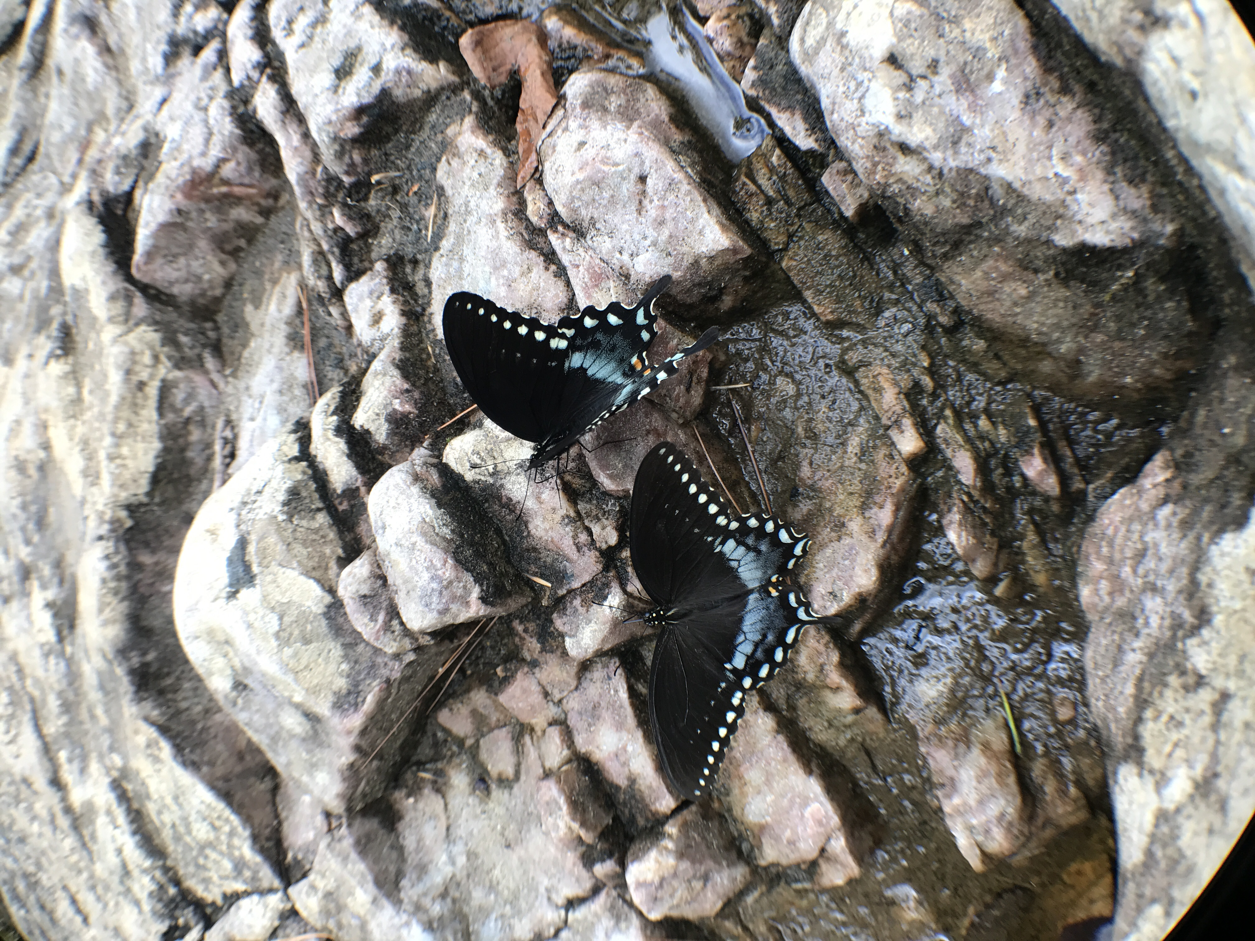 Hike to Saint Mary's Falls