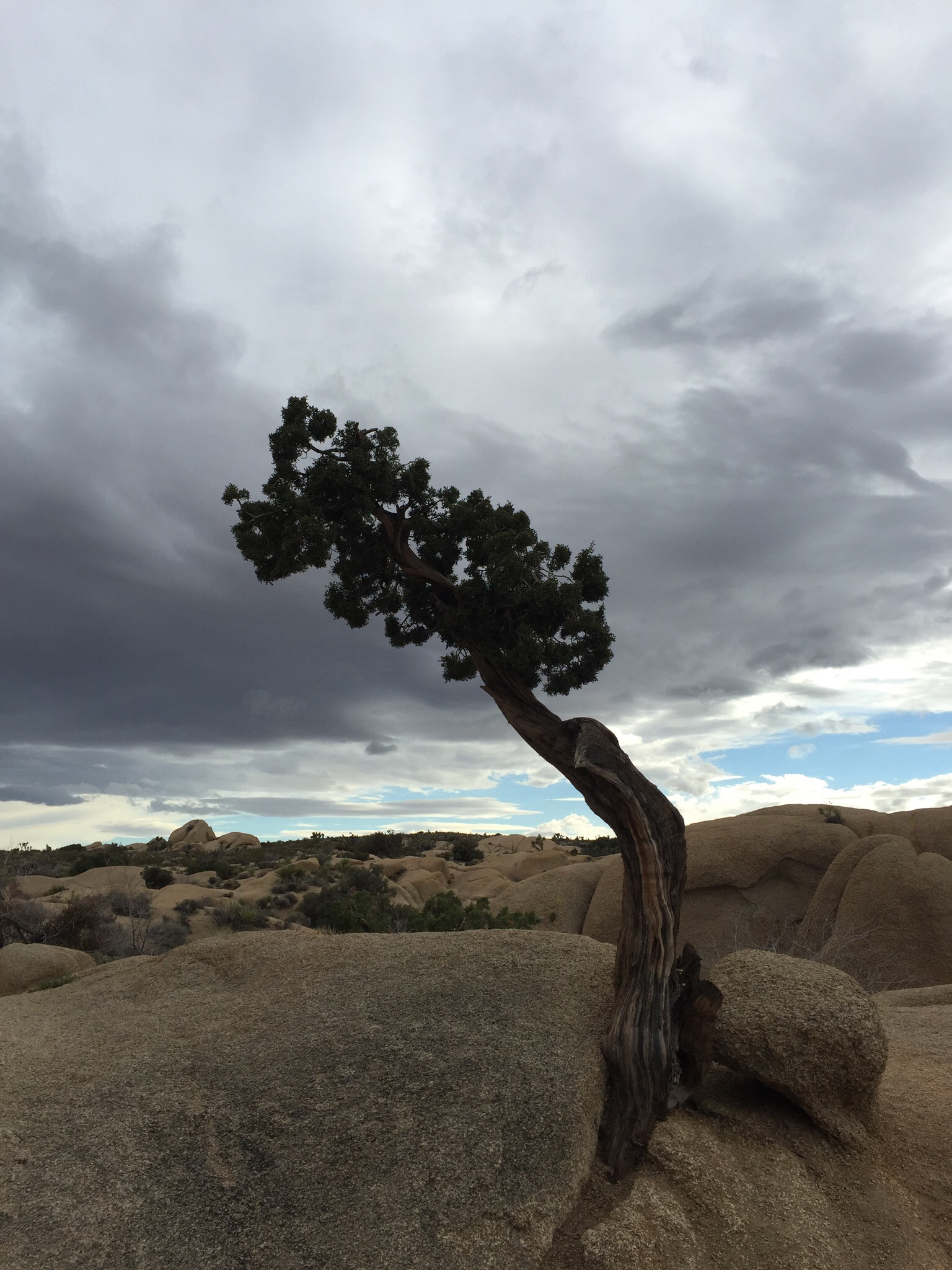 Camp at Joshua Tree's Jumbo Rocks