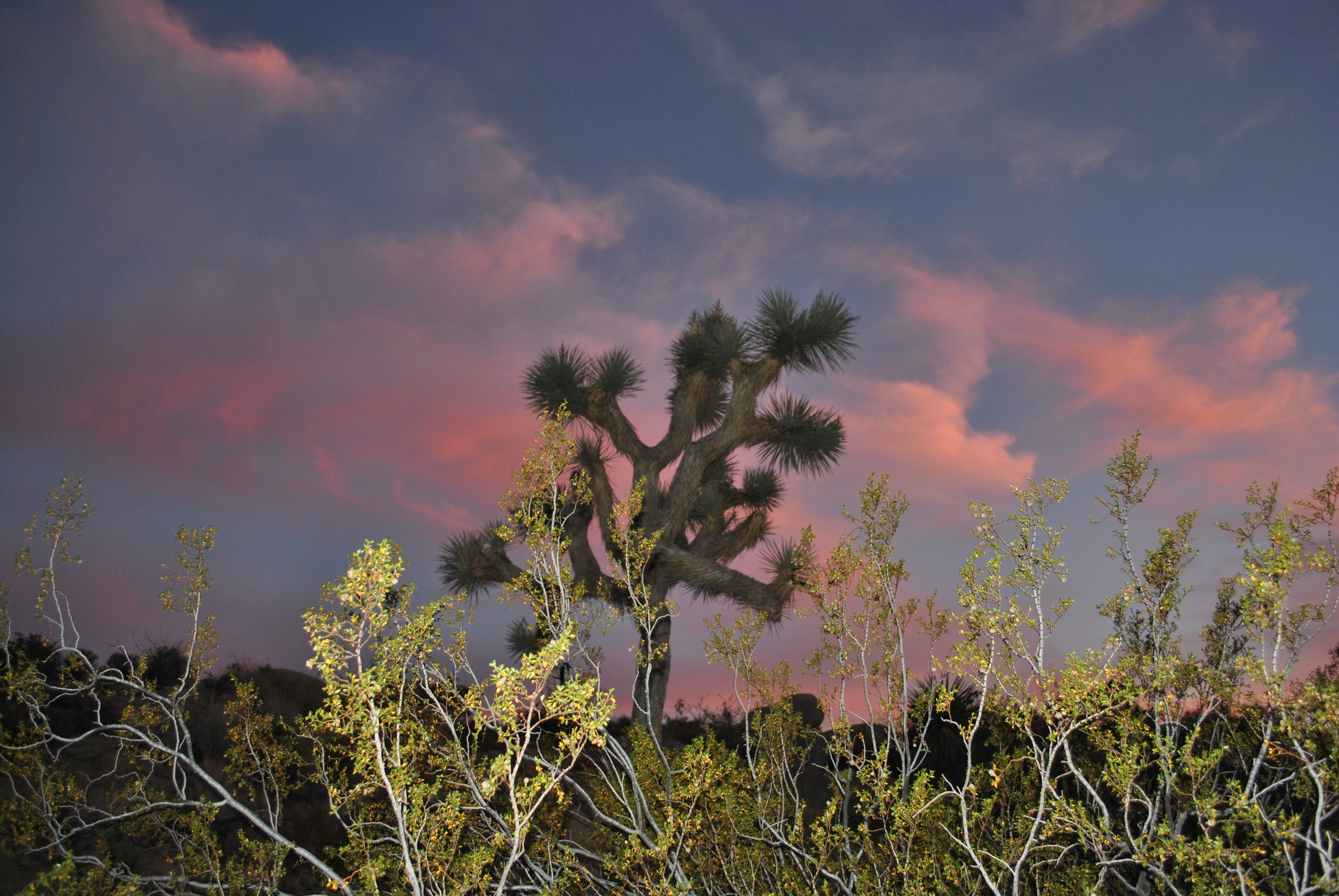 Camp at Joshua Tree's Jumbo Rocks