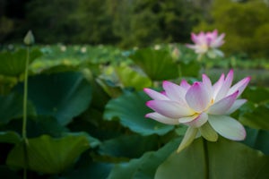 Visit Kenilworth Aquatic Gardens